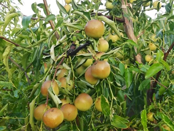 農產品檢測儀器配置及應用方案