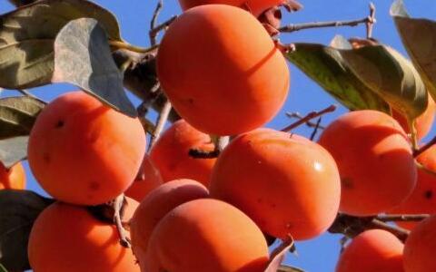 農(nóng)產(chǎn)品中非法添加物檢測方案